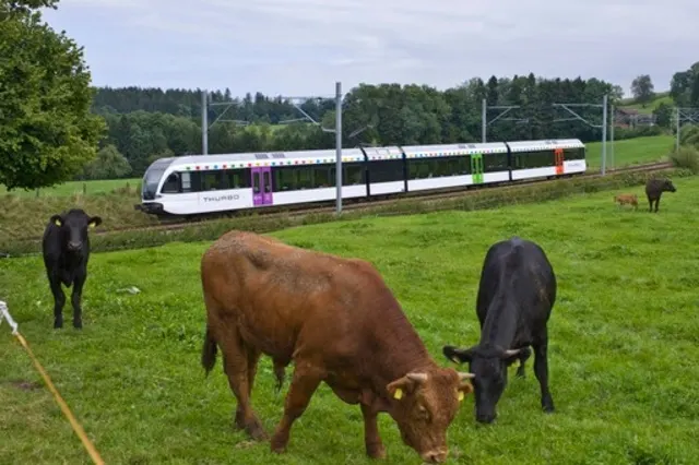 Collision avec des animaux
